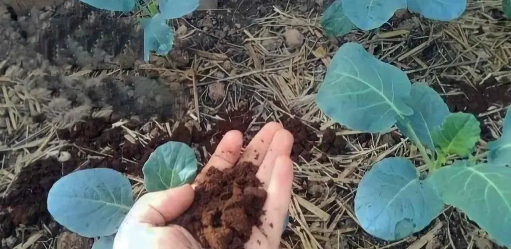 Este fertilizante natural para plantas pondrá celosos 