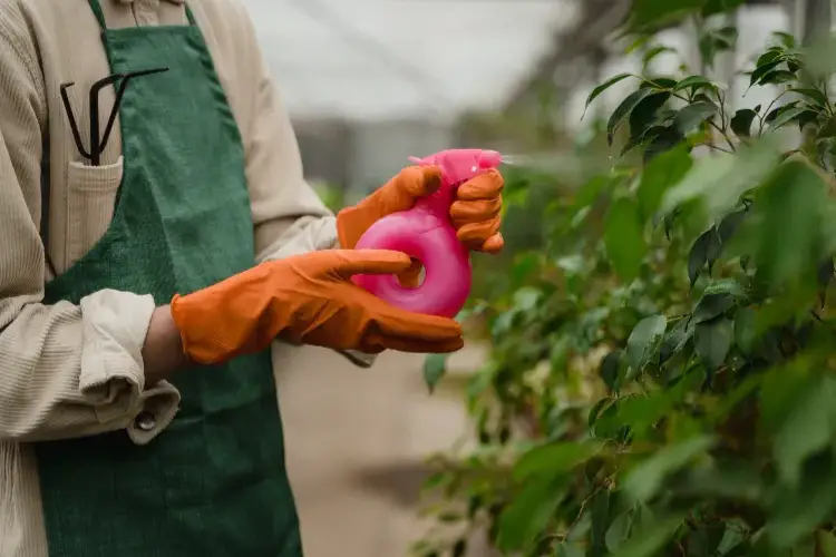 Jardinería ecológica: 4 recetas de insecticidas naturales caseros, respetuosos con el planeta