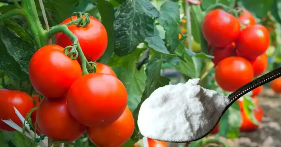 ¿Por qué se deben rociar las plantas de tomate con bicarbonato de sodio? El truco de los jardineros experimentados