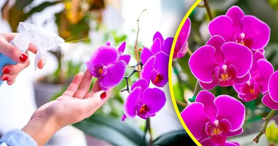 Se acabó el riego de orquídeas con agua: riégalas con esta para una floración espectacular