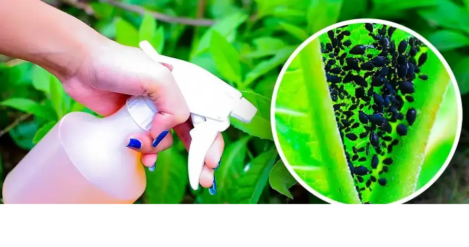 Cómo hacer el insecticida de ajo casero más potente para eliminar los pulgones que acaban con tus plantas