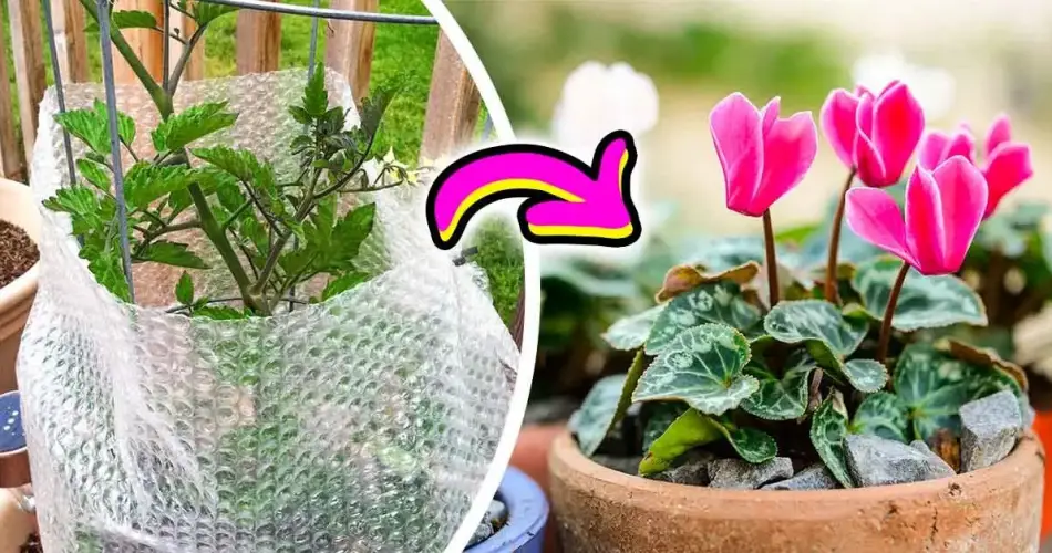 ¿Cómo proteger las plantas en invierno? Un jardinero experto reveló estos 4 consejos