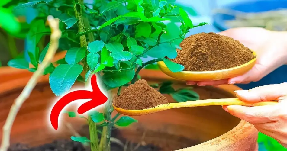 ¿Por qué es necesario poner canela en macetas? El brillante truco de los jardineros inteligentes