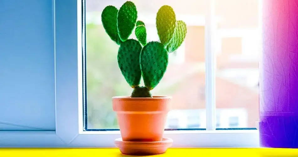 Esto es lo que sucede cuando crece un cactus en tu casa