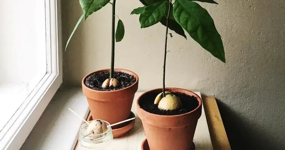 Cómo plantar aguacate en casa, partiendo de una semilla, para tener un suministro infinito