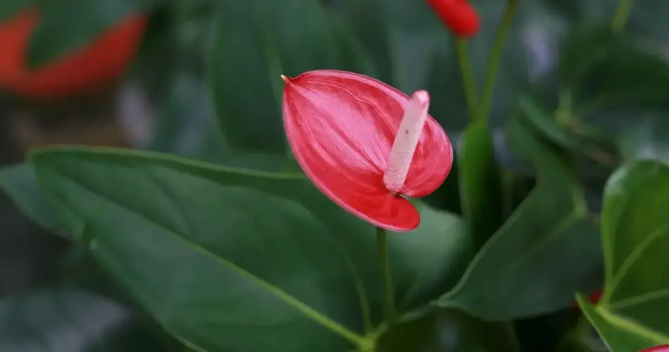 ¿Cómo cultivar anthurium en casa? Secretos para hacerlo crecer espectacularmente