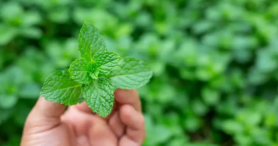 Esto es todo lo que necesitas saber sobre el cuidado de las plantas aromáticas