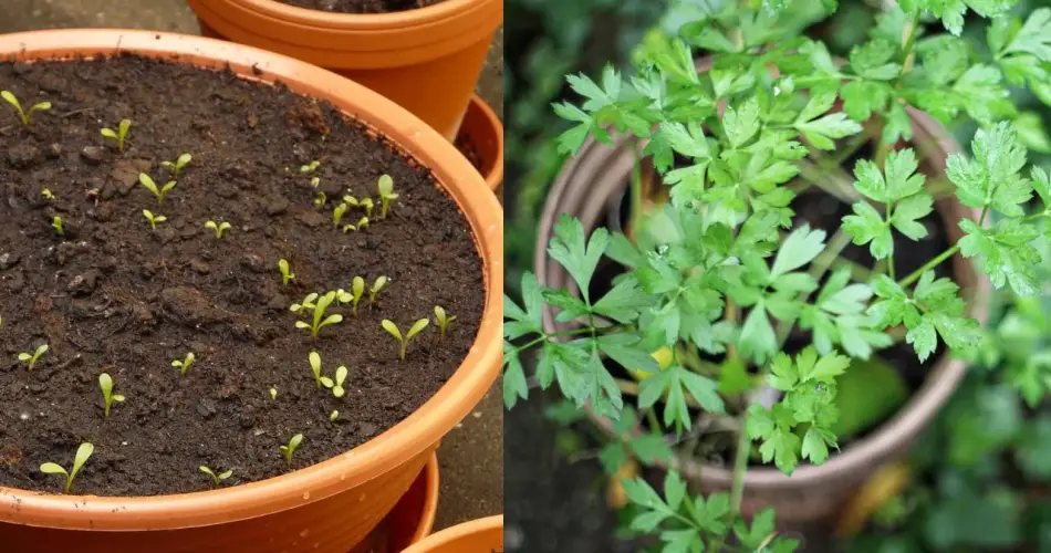 Cómo cultivar cilantro en maceta para tener siempre a mano en casa