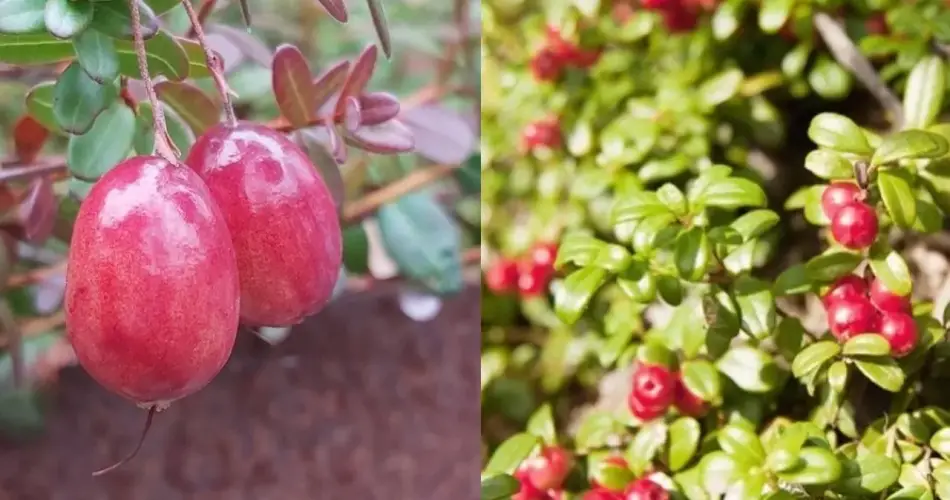 ¿Cómo cultivar arándanos en macetas para tener siempre en casa?