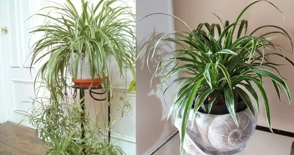 Cómo cuidar un vínculo amoroso, la planta que purifica el aire de tu hogar