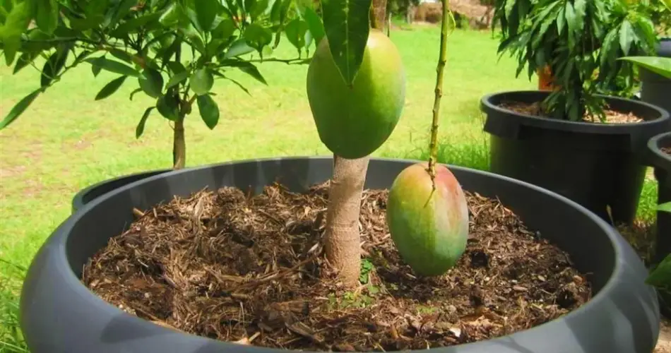 ¿Cómo germinar y cultivar mango en macetas? Aprende de la semilla