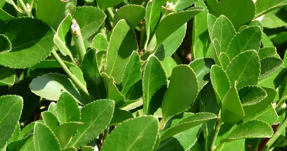 ¿Cómo cultivar laurel en casa para aprovechar siempre sus beneficios?