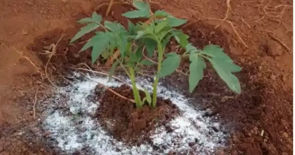 Ponlo en tus plantas: Floración rápida y abundante