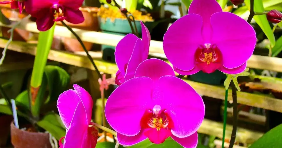 Consejo para tener dos orquídeas en una con un sencillo secreto de jardinería