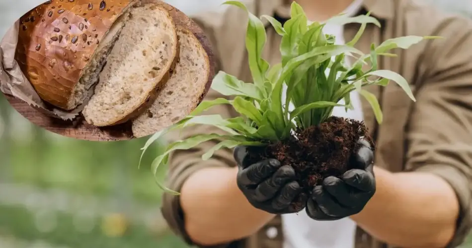 Truco para utilizar pan duro en jardinería, 3 usos efectivos para tus plantas