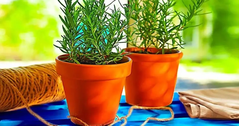 Cómo hacer una flor de planta de romero (guía y consejos)