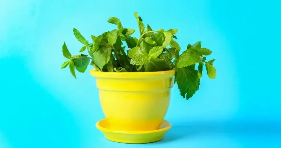 ¿Cómo plantar menta en taza para decorar y perfumar toda la casa?