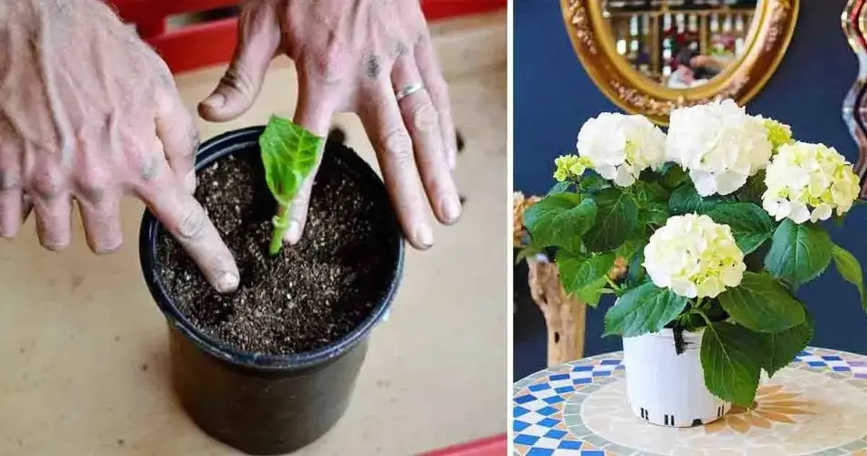 Aquí se explica cómo cultivar hortensias en macetas: una hermosa flor que perfuma toda la casa