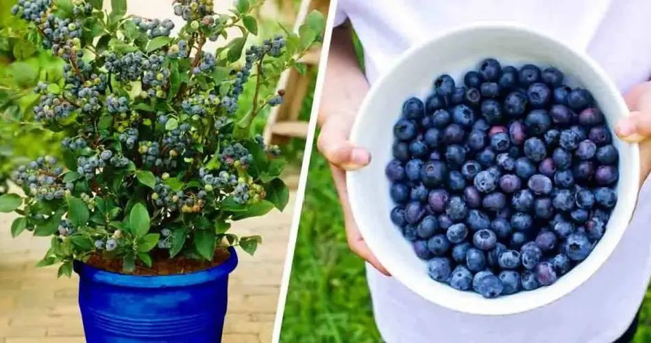 ¿Cómo plantar arándanos en casa para tener una cantidad infinita y no comprar nunca más?