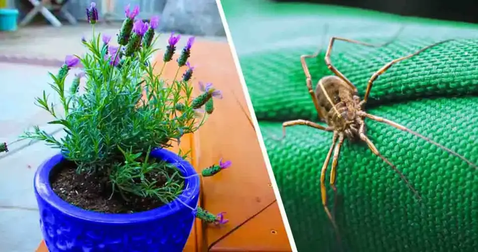 5 plantas que ahuyentan arañas, hormigas, mosquitos y alacranes de la casa