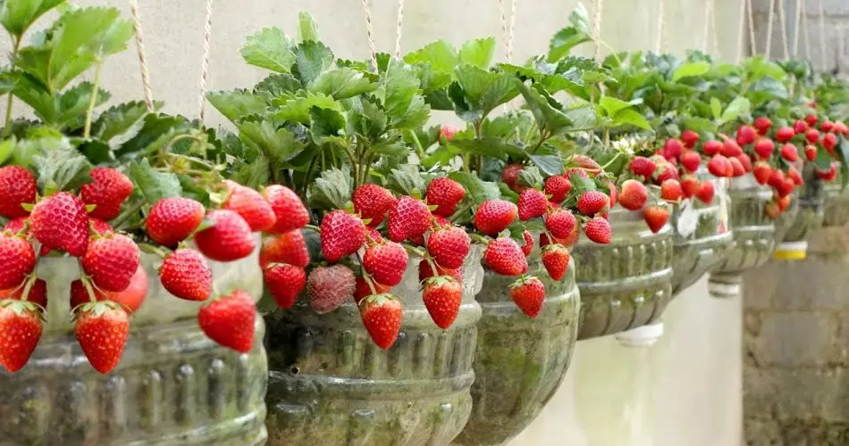 El truco de los jardineros expertos para cultivar fresas en cantidades ilimitadas en casa