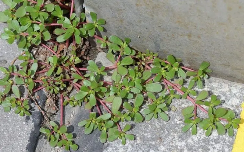 Verdolaga en el jardín: ¡8 razones para no matarla!