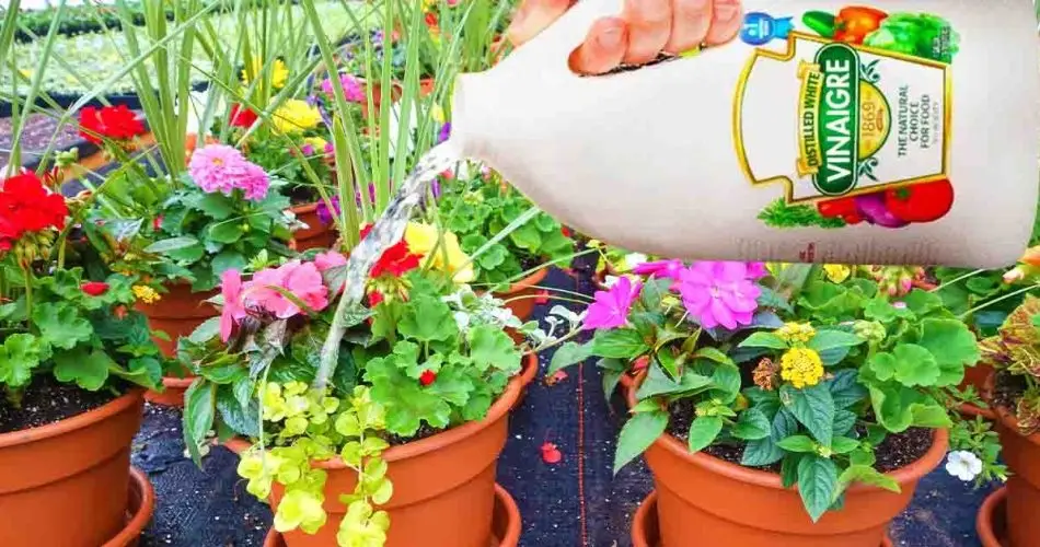 ¿Te apasiona la jardinería? Aquí tienes consejos prácticos y consejos útiles para mejorar tus plantas.