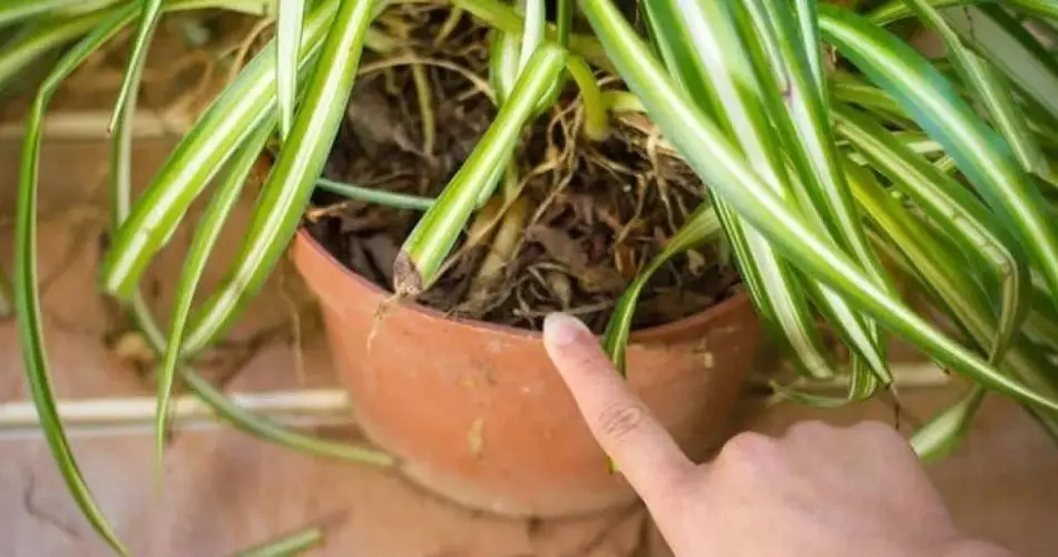 Se hai una di queste piante in casa, prenditene cura, perché hai un tesoro e non lo sai.