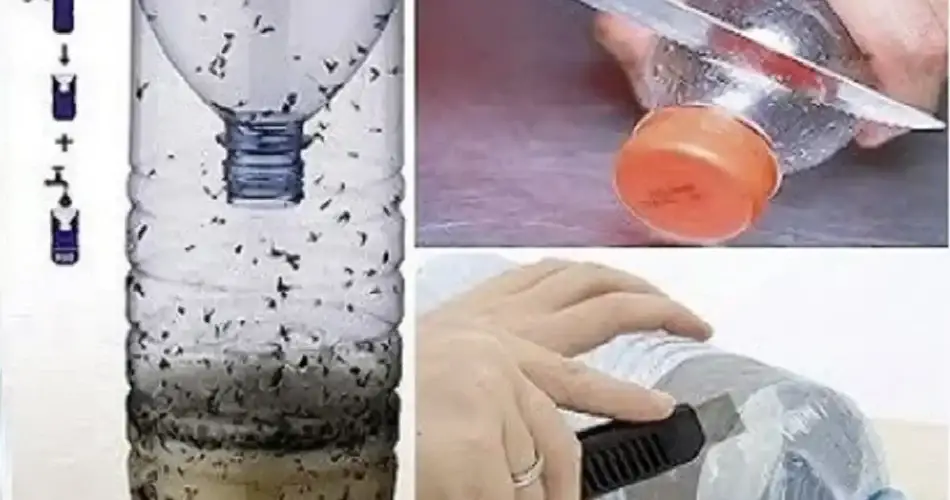 La trampa para mosquitos casera que puedes colocar en cualquier lugar