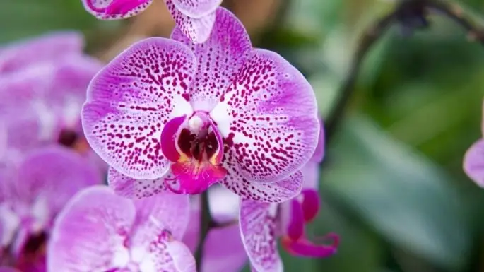 La receta de la abuela para revivir orquídeas marchitas y obtener nuevas raíces con sus hojas