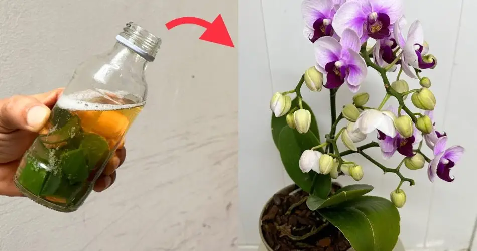 8 consejos para hacer que una orquídea vuelva a florecer cada año