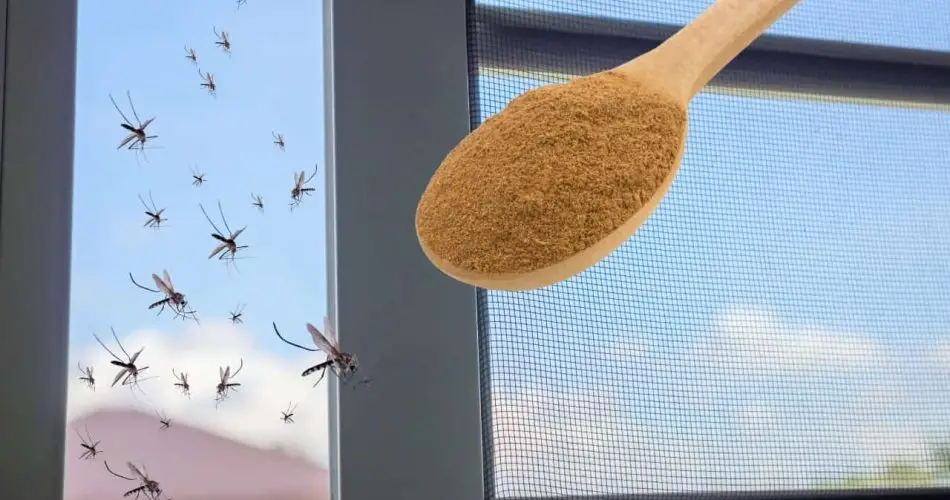 El repelente de mosquitos más potente está en la cocina: te deshaces de él gratis