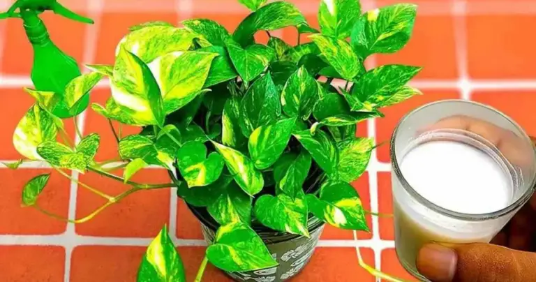 Abono natural que hace crecer todas las plantas: lo puedes encontrar justo en la cocina