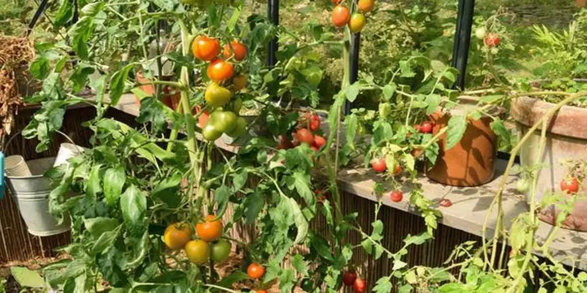 Aquí tienes 6 consejos para cultivar tus tomates a la perfección, algunas recomendaciones