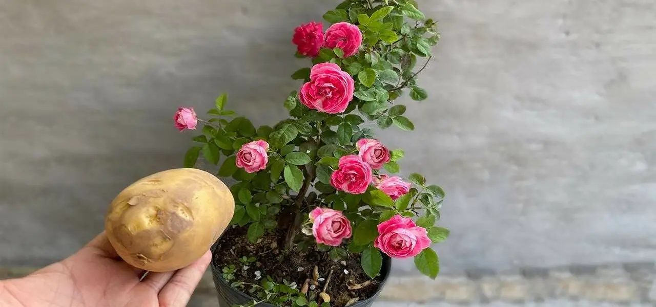 Deja una papa en la planta durante la noche: al día siguiente encontrarás algo único.