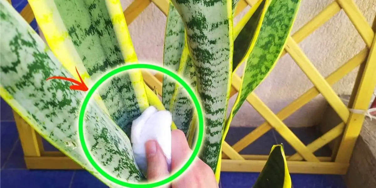 5 consejos para limpiar y pulir las hojas de Sansevieria