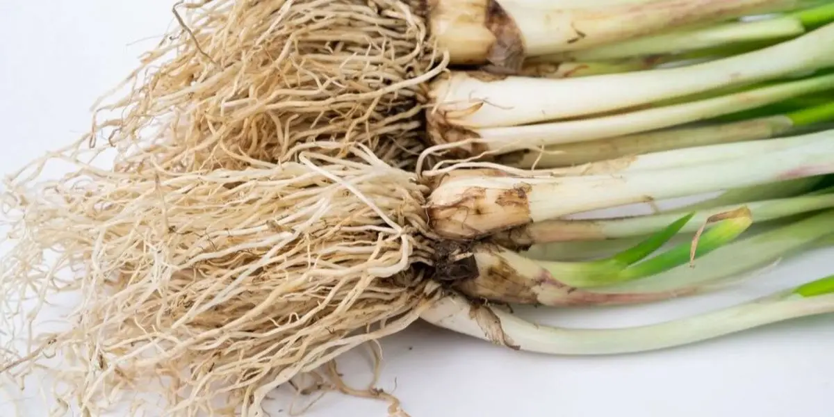 Cultiva cebollas fácilmente en primavera en tu propio jardín