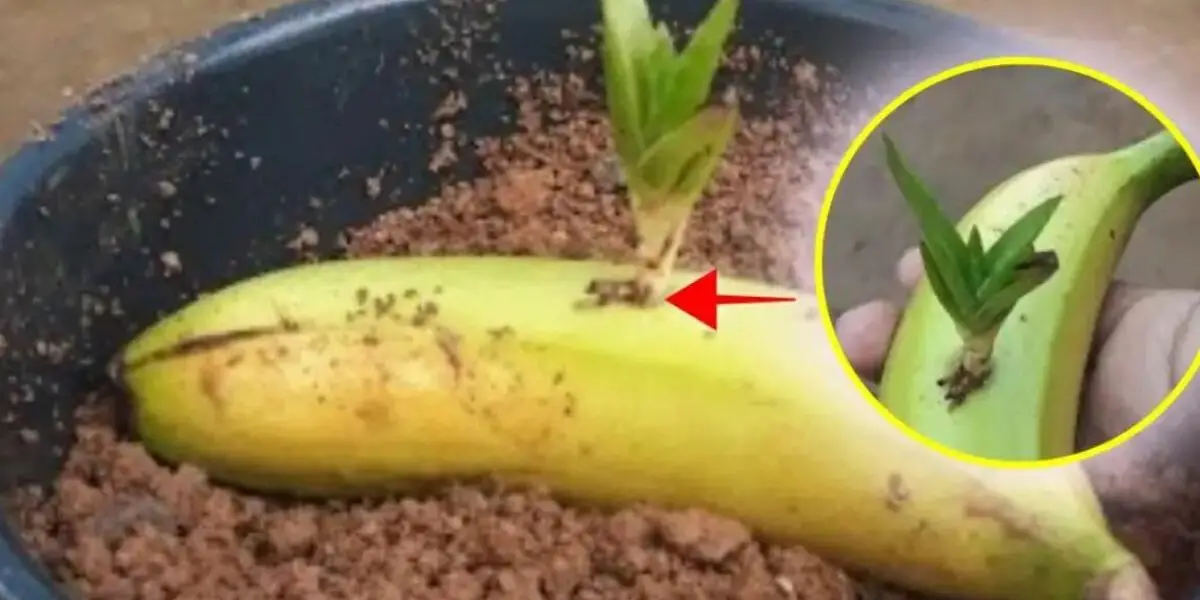 Por eso deberías ponerle aloe vera al plátano