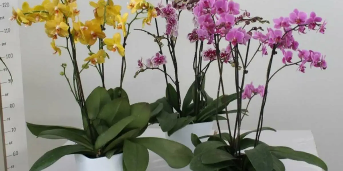 Orquídeas: 10 consejos sencillos y eficaces para hacerlas florecer de nuevo: