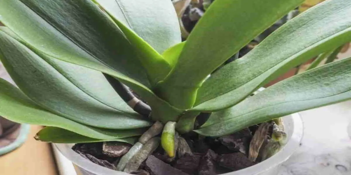 Si quieres disfrutar de unas espléndidas orquídeas, ¡mímalas con leche!