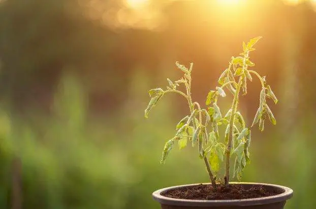 Cómo resucitar una planta casi muerta