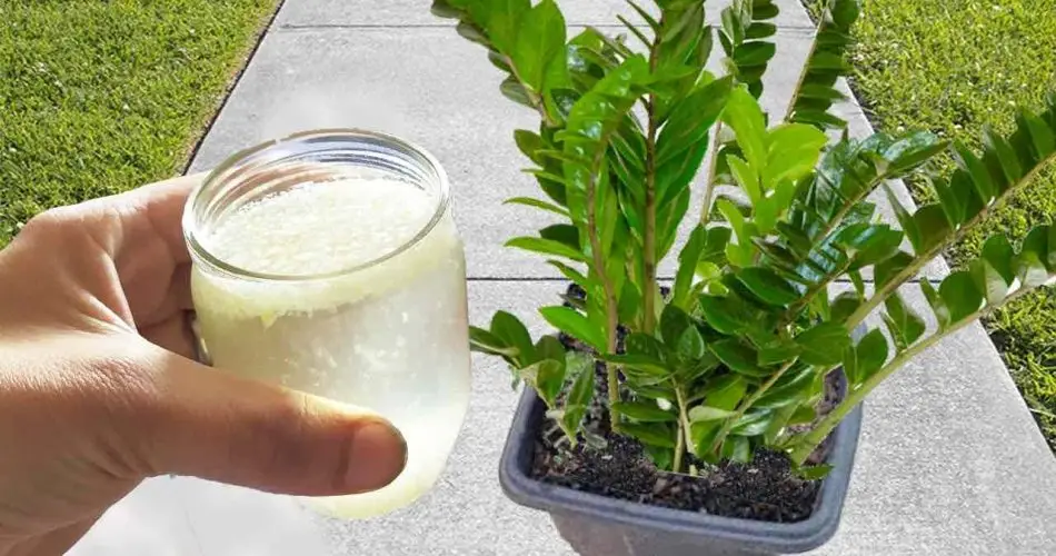 Sólo necesitas 1 taza, tu planta florecerá sana y radiante