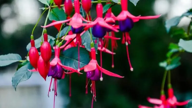 ¿Cómo cultivar y cuidar las fucsias?