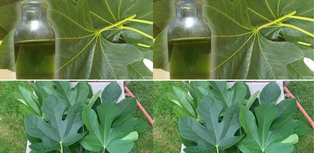 Aceite de hoja de higuera: la antigua receta curativa de nuestros abuelos