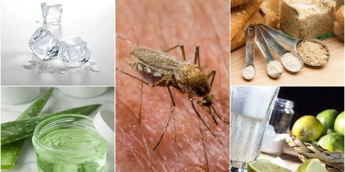 Los mejores remedios naturales contra los mosquitos: ¡todos eficaces y libres de químicos!