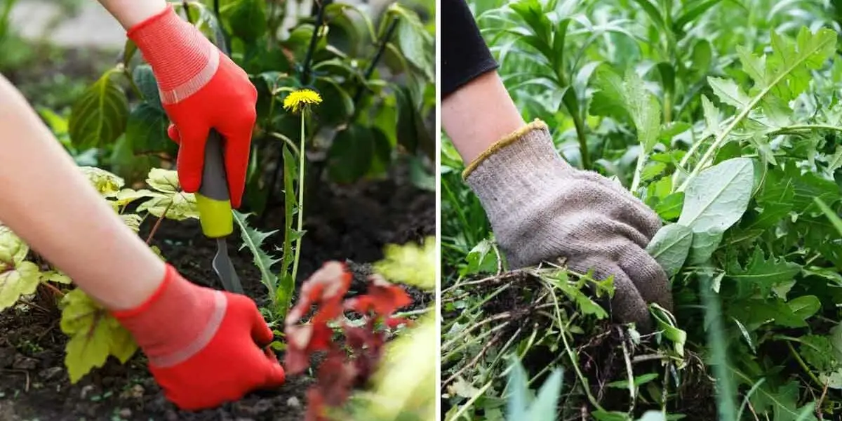 5 soluciones naturales para eliminar malas hierbas sin utilizar herbicidas químicos