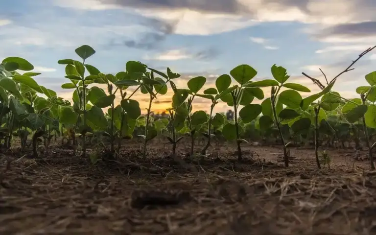 6 sencillos consejos para combatir la sequía en tu jardín