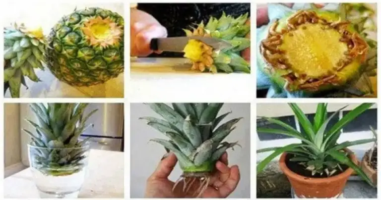 Aquí se explica cómo cultivar una piña a partir de las sobras.