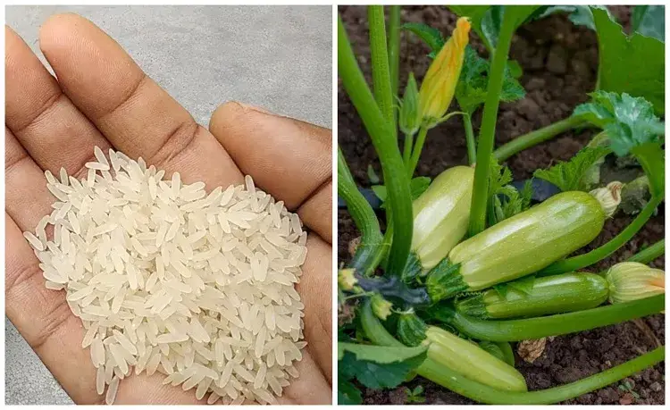 Echar agua de arroz o poner arroz a los pies de los calabacines, ¿qué hacer para una cosecha abundante?