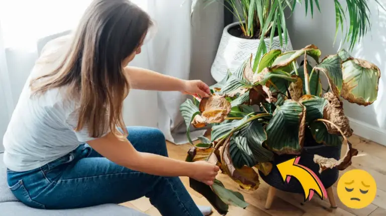 Planta seca: tu plan de acción en 5 consejos para salvarla